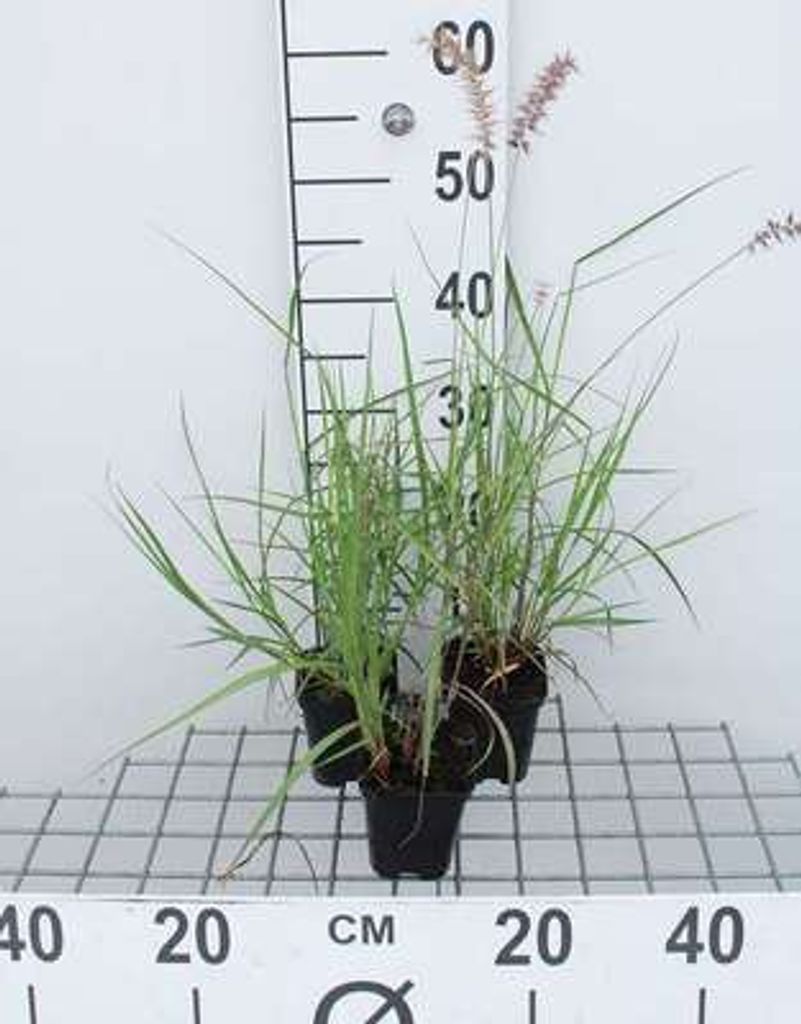 6 x Pennisetum or. 'Karley Rose' - Lampenputzergras - Topf 9 x 9 cm