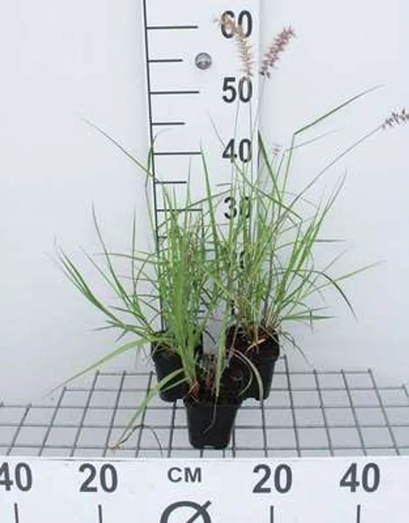 Pennisetum Karley Rose pour bordures et massifs - Lot de 6 plants 9x9