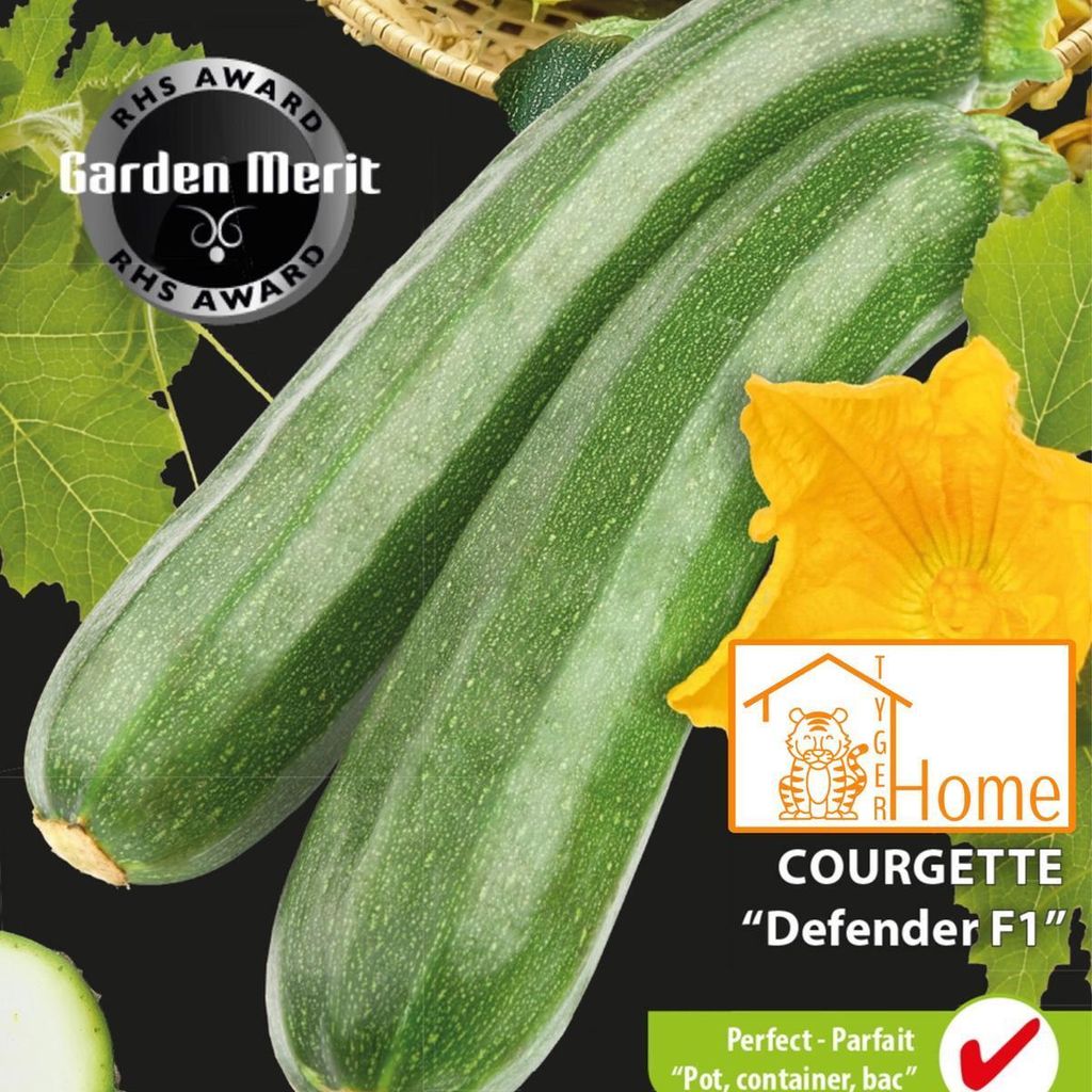 Zucchini Defender F1-Samen – wachsende krankheitsresistente und nahrhafte Zucchini – hohe Qualität für optimale Ernte im Gemüsegarten