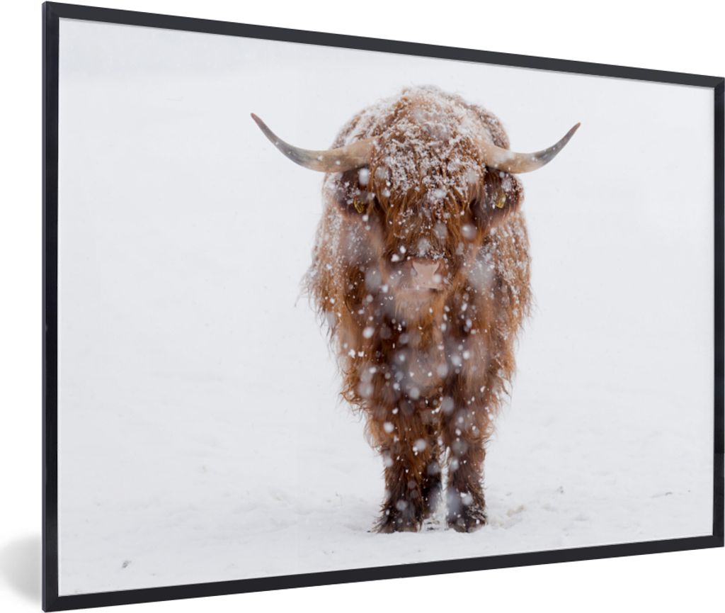 MuchoWow Gerahmtes Poster Schottischer Hochländer - Kuh - Schnee 90x60 cm - Poster mit Schwarzem Bilderrahmen Wandposter Rahmen Foto Bilder - Fo...