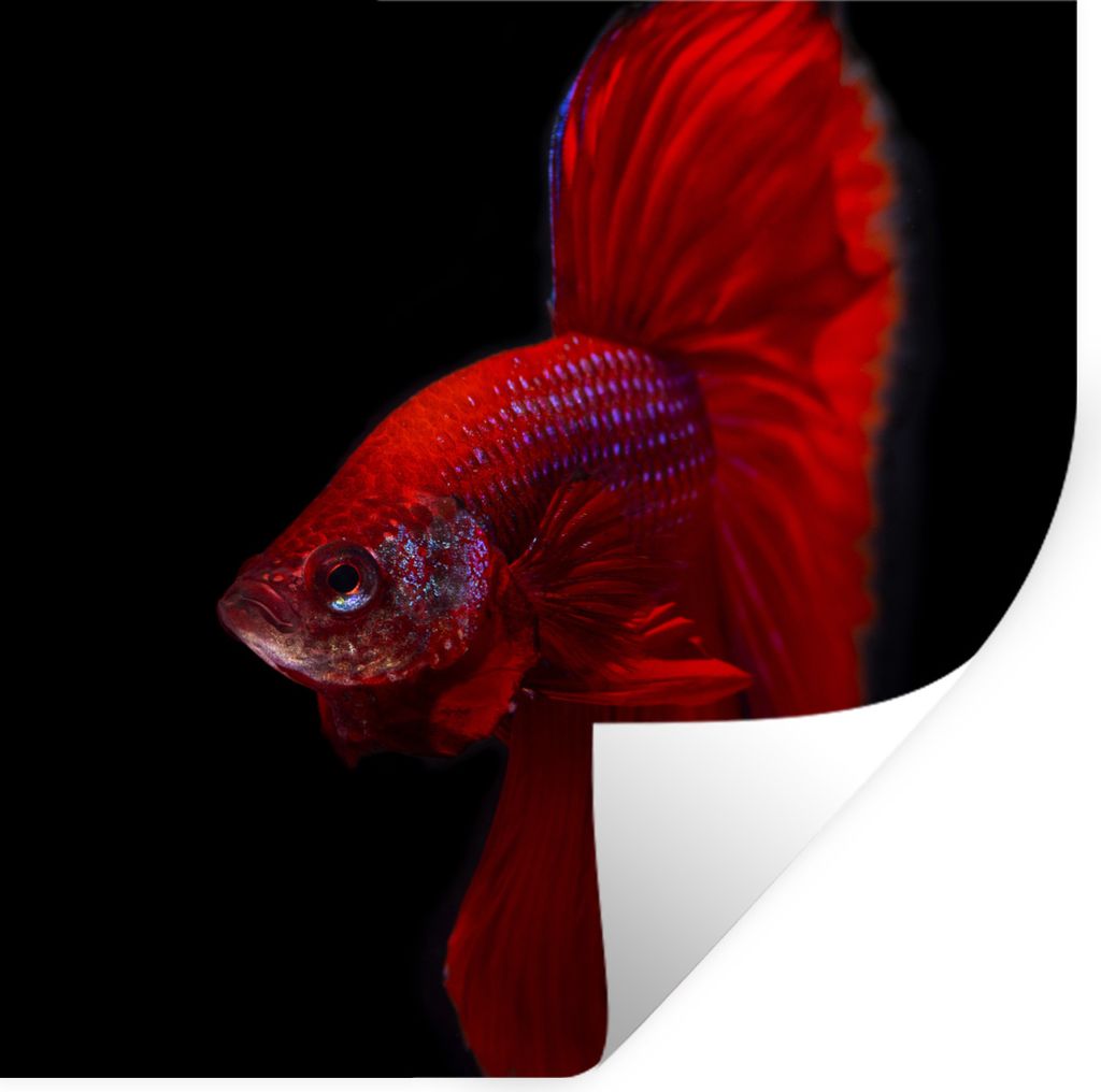 MuchoWow Wandtattoo Wandsticker Wandaufkleber Fische - Tiere - Rot 30x30 cm Selbstklebend und Repositionierbar