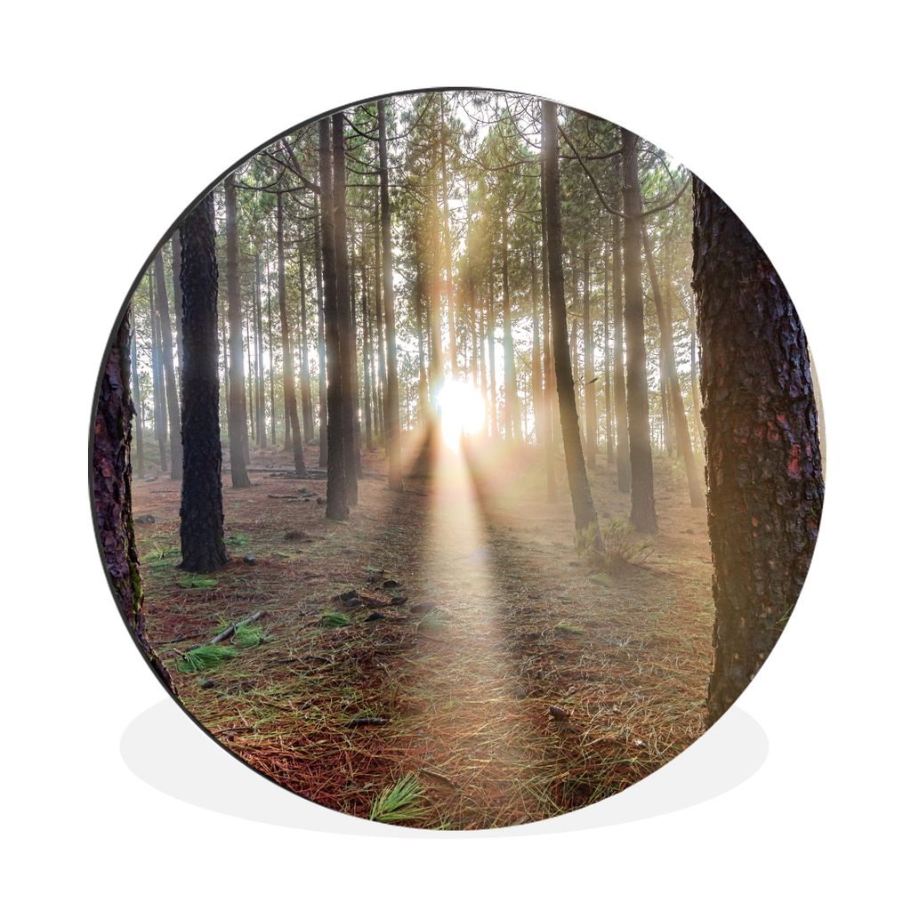MuchoWow Aluminium Wandkreis Mehrere ausgewachsene Baumstämme im Wald Ø 90 cm Wanddeko Modern Wohnzimmer - Mauerkreis - Wandbilder - Runde Bild...