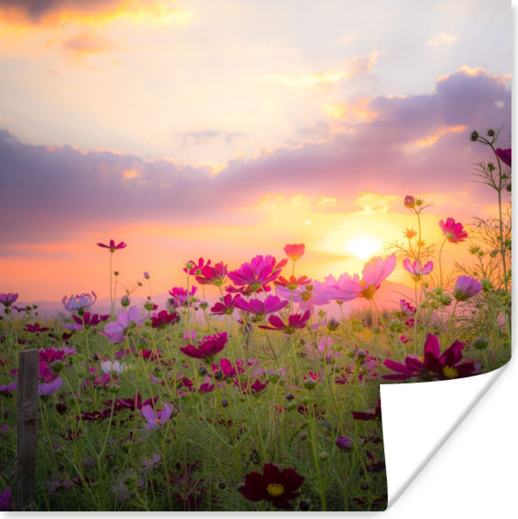 MuchoWow Poster Sonnenuntergang - Blumen - Rosa - Natur - Grün 100x100 cm - Babyzimmer
