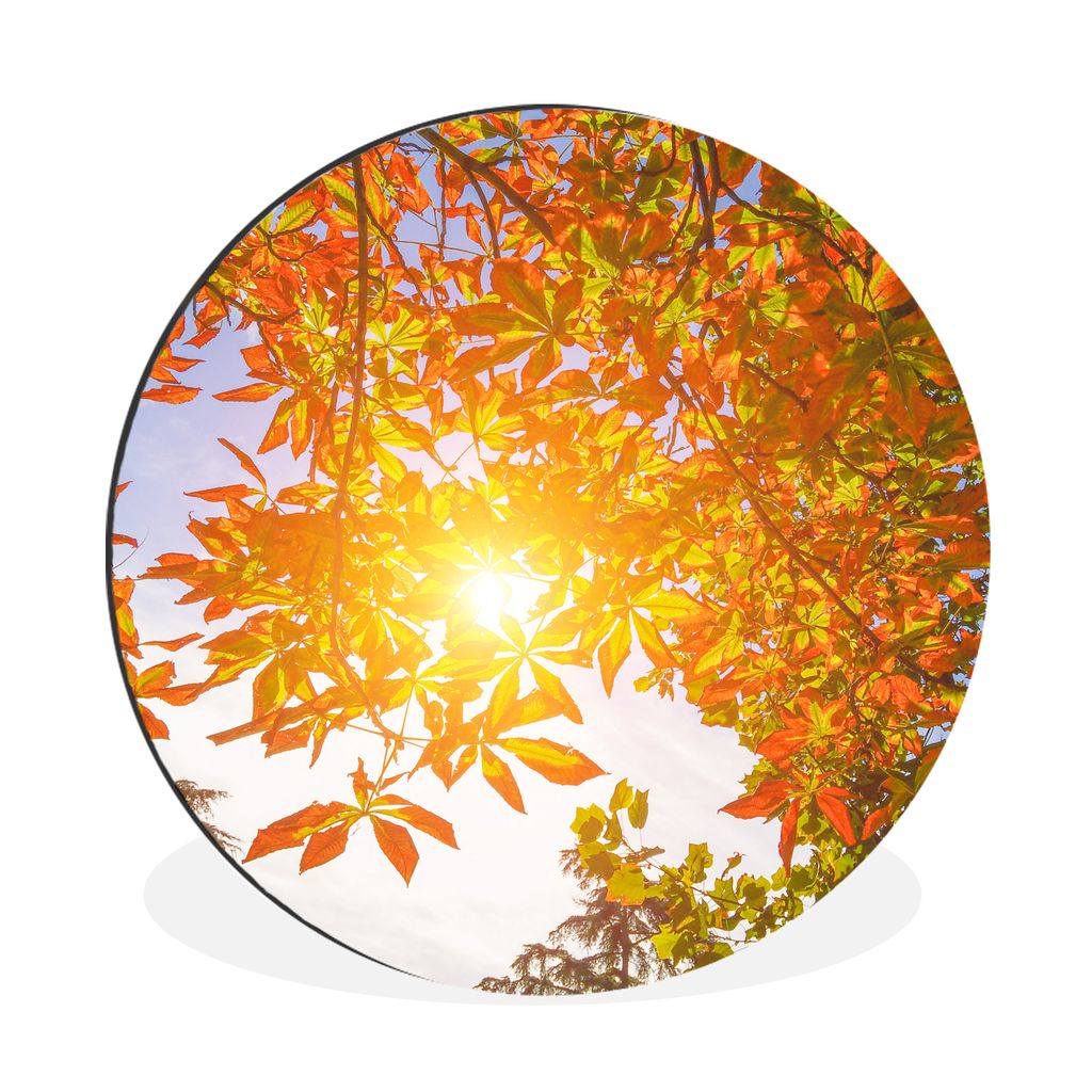 MuchoWow Aluminium Wandkreis Foto eines Kastanienbaums in Madrid, Spanien Ø 30 cm Wanddeko Modern Wohnzimmer - Wand Bild - Wohnzimmer - Runde Bi...