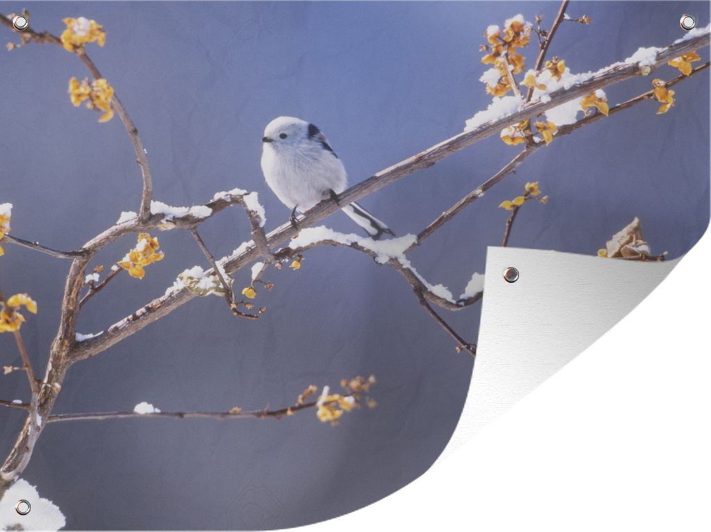 MuchoWow 80x60 cm Outdoor-Poster Gartendeko Sichtschutz Garten Poster für den Garten Weiße Meise auf einem Zweig mit Schnee