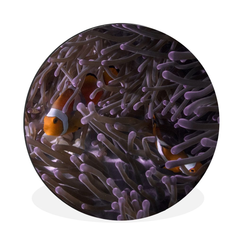 MuchoWow Aluminium Wandkreis Clownfisch versteckt zwischen Seeanemonen Ø 30 cm Wanddeko Modern Wohnzimmer - Wand Bild - Wohnzimmer - Runde Bilde...