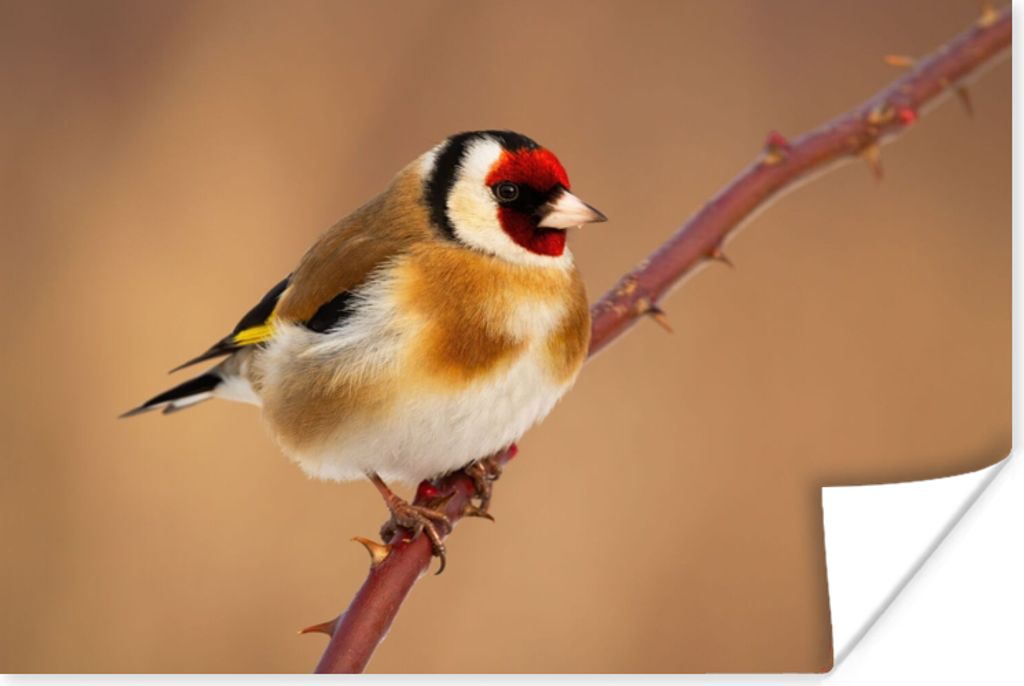 MuchoWow Poster Kropftaube - Vogel - Tiere 30x20 cm - Plakate - Print