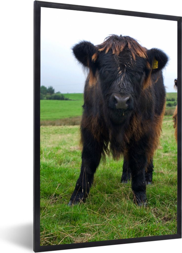 MuchoWow Gerahmtes Poster Schottische Highlander - Kühe - Natur - Grün - Gras 60x90 cm - Poster mit Schwarzem Bilderrahmen Wandposter Rahmen Fo...