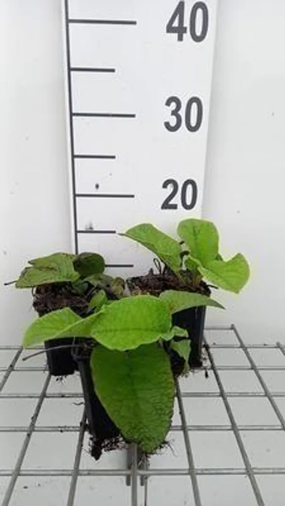 Plante Couvre-sol Trachystemon orientalis - Pack de 6 Vivaces 9 cm