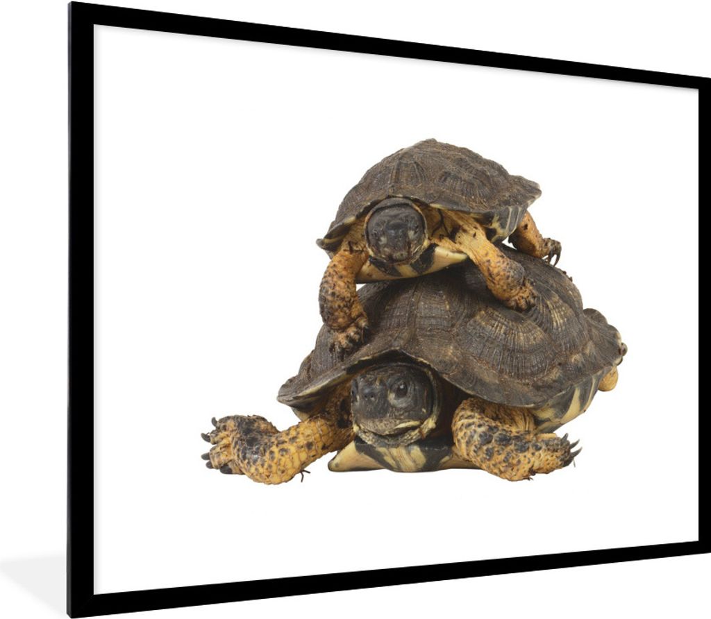 MuchoWow Gerahmtes Poster Mutterschildkröte mit ihrem Kind 80x60 cm - Poster mit Schwarzem Bilderrahmen Wandposter Rahmen Foto Bilder - Schlafzi...