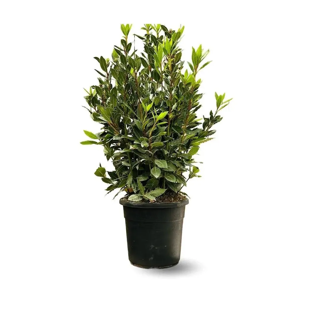 Laurier sauce Laurus nobilis hauteur 110cm pot 22cm plante d'extérieur