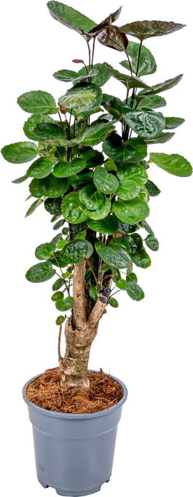 Bloomique - Polyscias Fabian - Aralie - Zimmerpflanzen - Luftreinigend - Tierfreundlich - Pflegeleicht - 50-60 cm Hoch - Topf 17 cm
