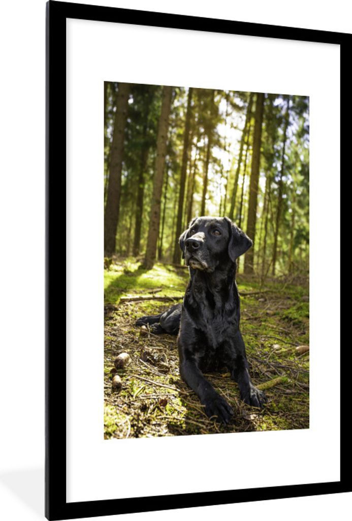 MuchoWow Gerahmtes Poster Sonnenstrahlen entlang eines Labrador Retrievers im Wald 60x90 cm - Poster mit Schwarzem Bilderrahmen Wandposter Rahmen...
