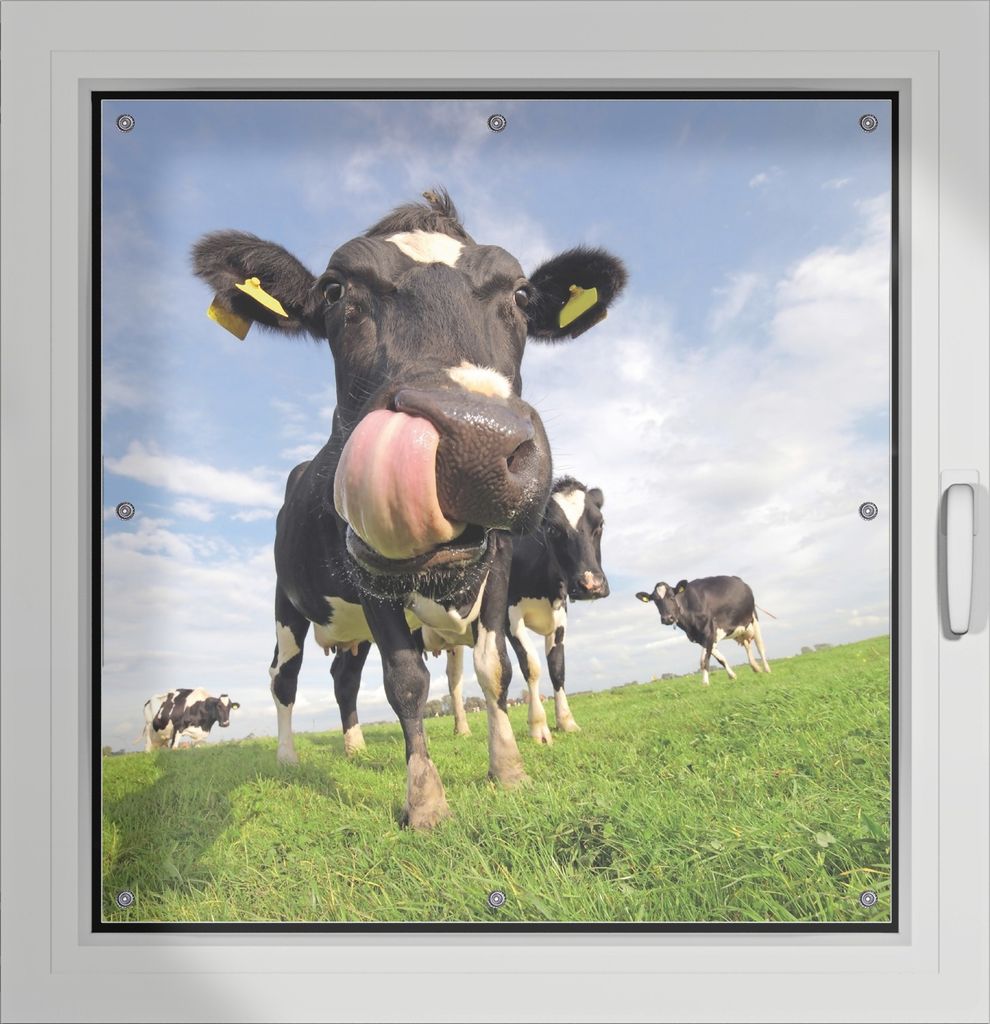 Wallario Lichtschutzbild, Dekorativer Sichtschutz Sonnenschutz 96 x 100 cm mit Motiv: Lustige Kuh auf der Weide mit herausgestreckter Zunge - Verdu...