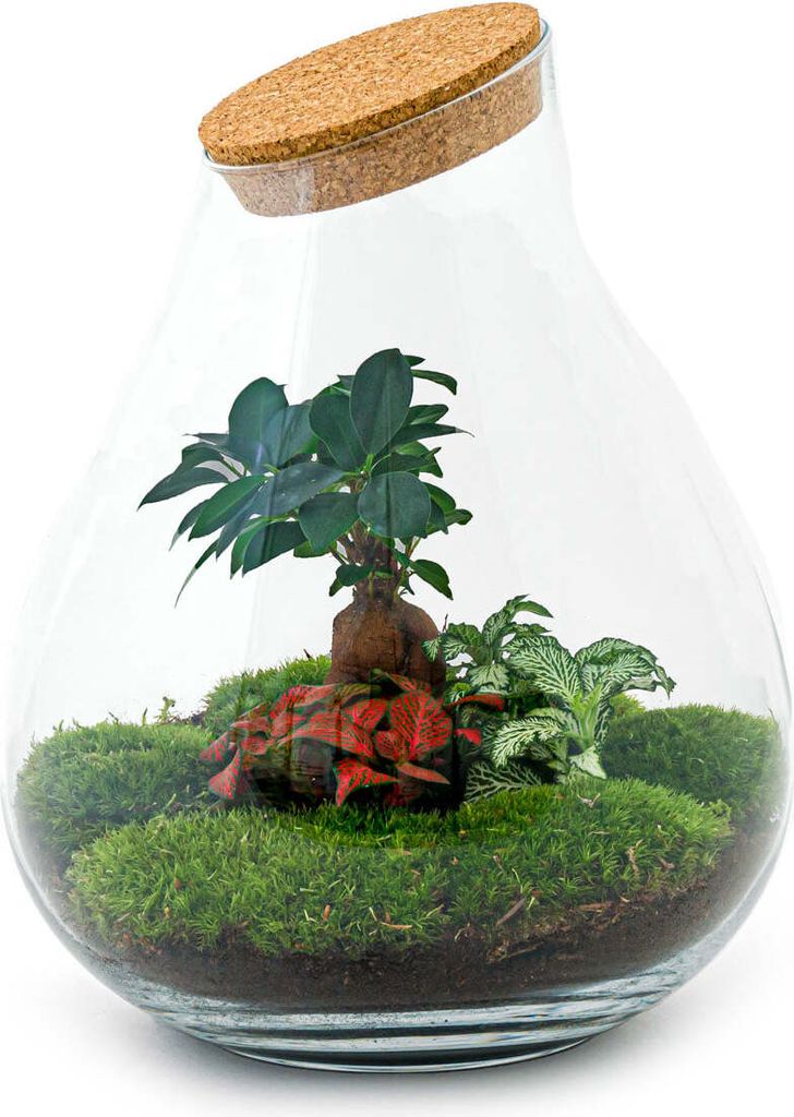 Flaschengarten - Drop XXL Bonsai - Ökosystem mit Pflanzen im Glas - ↑ 43 cm