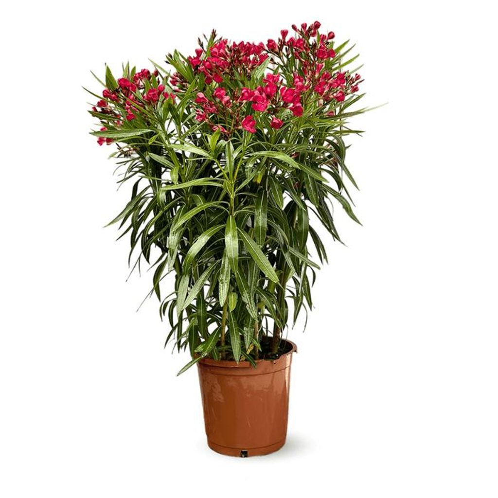 Oleander - nerium oleander - ↕ 110-120 cm - ⌀ 24 cm - Zdjęcie produktu 