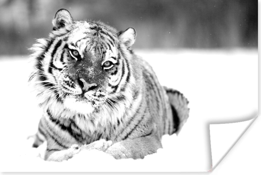 MuchoWow Poster Tiger - Schnee - Schwarz - Weiß 60x40 cm - Schlafzimmerdekoration
