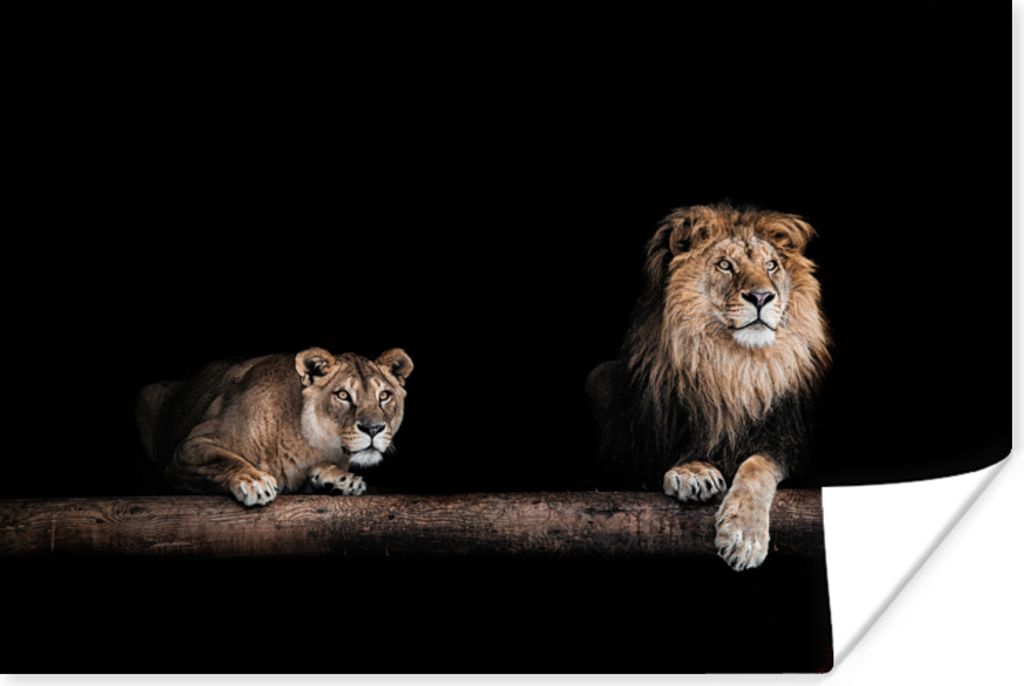 MuchoWow Poster Löwen - Licht - Porträt 120x80 cm - Bilder