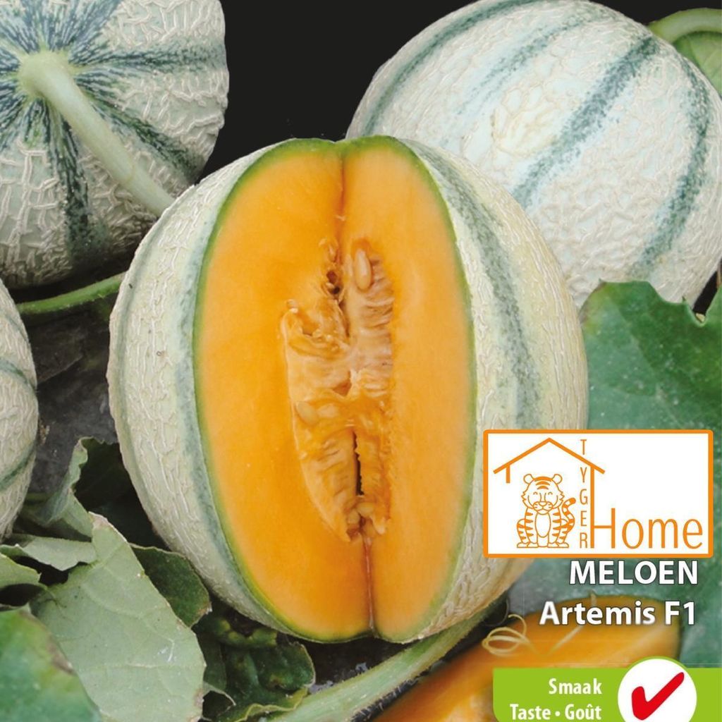 Graines de melon Artemis F1 – Cultivez des melons sucrés et Image du produit 