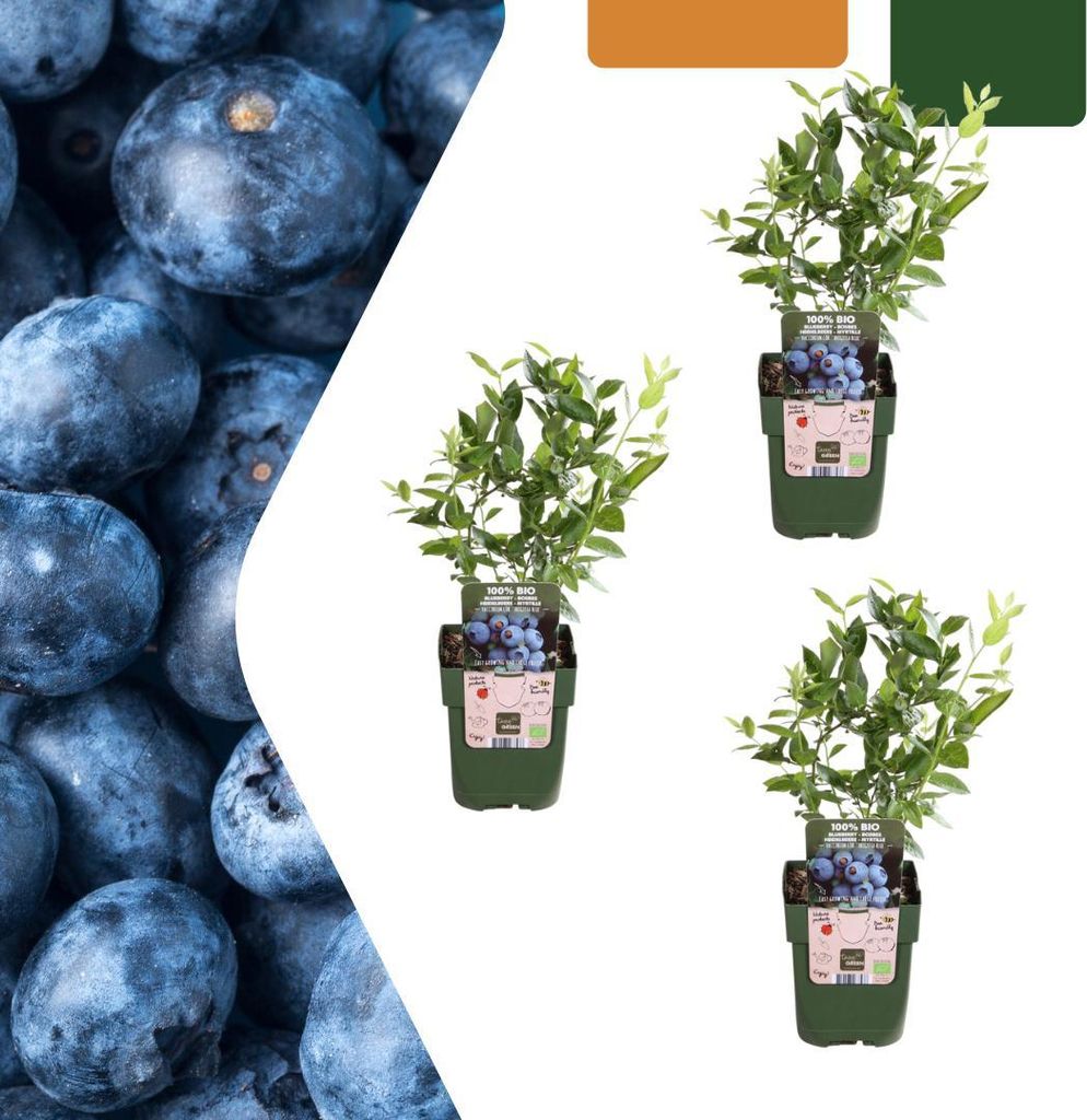 Vaccinium corymbosum – -Heidelbeere – Ø13cm – 20cm – 3 Pflanzen – Biologische Heidelbeerpflanzen – Für Garten, Balkon & Terrasse