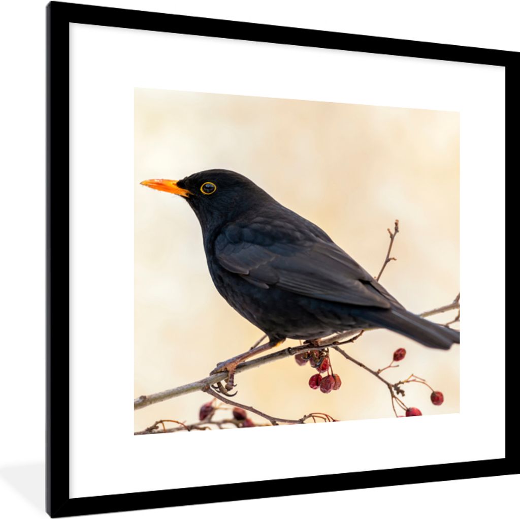 MuchoWow® Gerahmtes Poster Amsel - Vogel - Zweige - Beere - Produktbild 