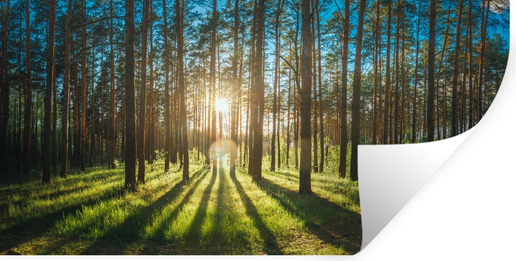 MuchoWow Wandtattoo Wandsticker Wandaufkleber Sonne - Bäume - Landschaft - Gras 160x80 cm Selbstklebend und Repositionierbar - Sticker - Dekorfolie