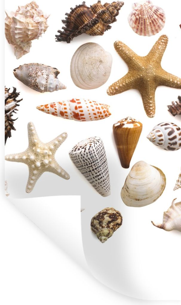 MuchoWow Wandtattoo Wandsticker Wandaufkleber Muschel - Seestern - Weiß 40x80 cm Selbstklebend und Repositionierbar - Repositionierbar - Wasser ...