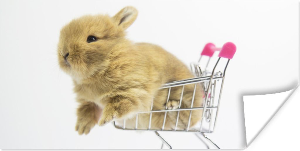 MuchoWow Poster Kaninchen - Baby - Weiß 80x40 cm - Wanddeko