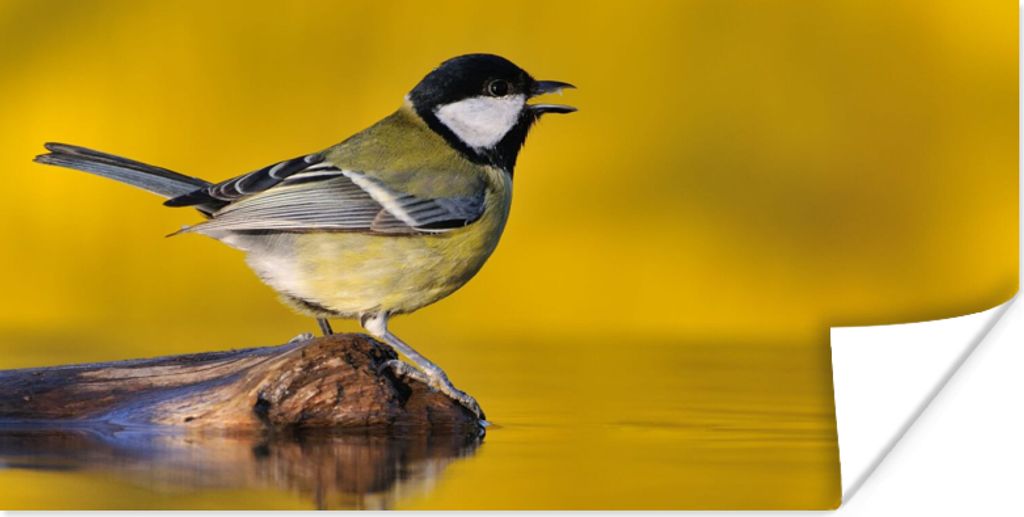 MuchoWow Poster Kohlmeise - Vogel - Wasser 40x20 cm - Poster für die Wand - Poster Schlafzimmer