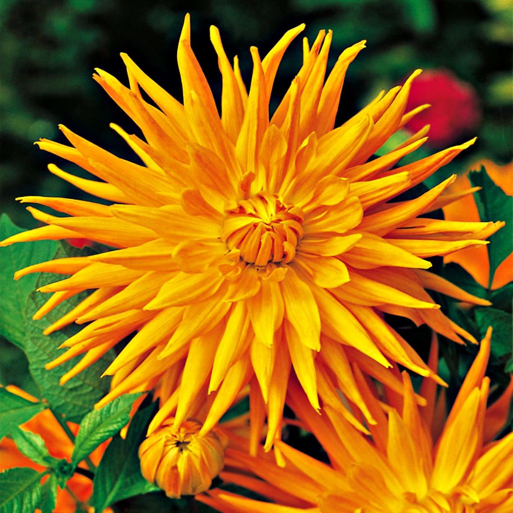 Dahlia cactus orange 1 pièce Dahlias plants de dahlia plant Image du produit 