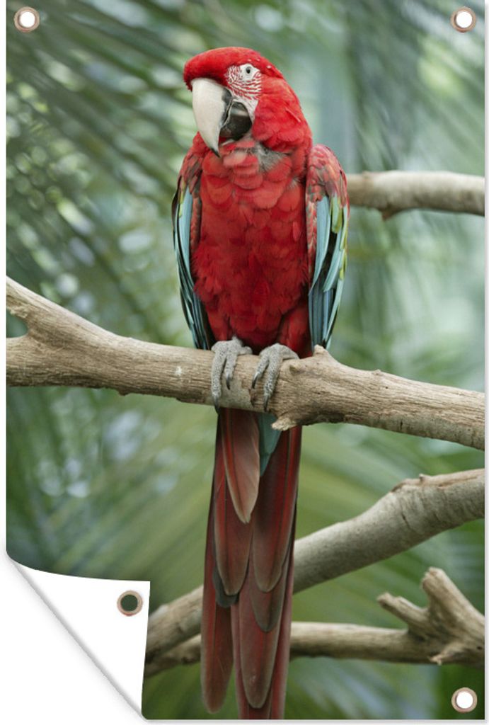 MuchoWow 80x120 cm Outdoor-Poster Gartendeko Sichtschutz Garten Poster für den Garten Kuba-Papagei auf einem Ast sitzend