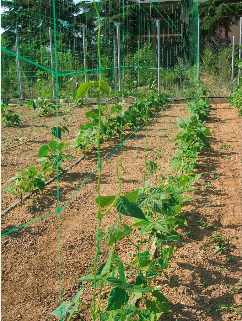 Pflanzennetz Ranknetz 1,8 x 5m Rankhilfe Gartennetz Produktbild 