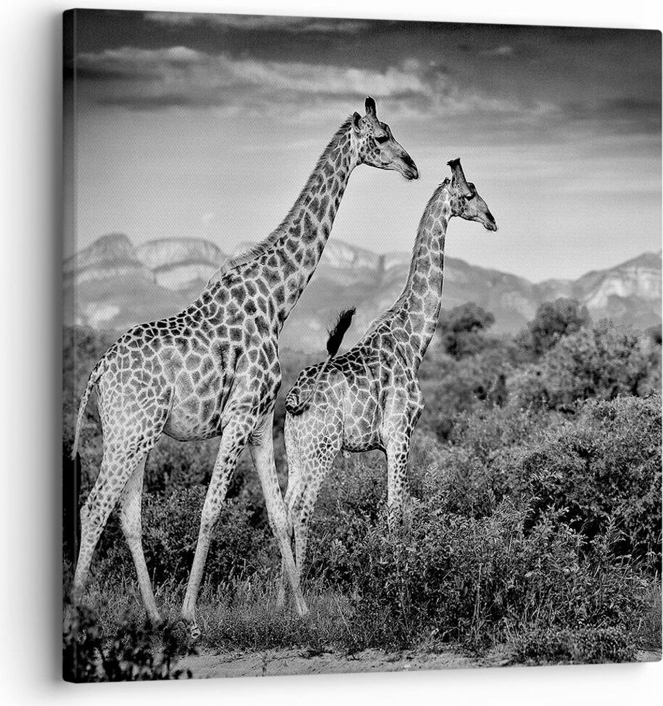 Bild auf Leinwand - Leinwandbild - Einteilig - Giraffen Schwarzweiß Fotografie - 30x30cm - Wand Bild - Wanddeko - Wandbilder - Leinwanddruck - Bil...
