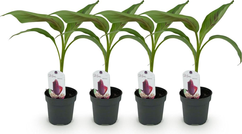 GreenboutiQ - Obstpflanze - Bananenpflanze - Musa Produktbild 
