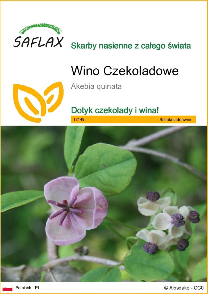 SAFLAX - Wino Czekoladowe - 10 Nasiona - Akebia quinata Zdjęcie produktu 