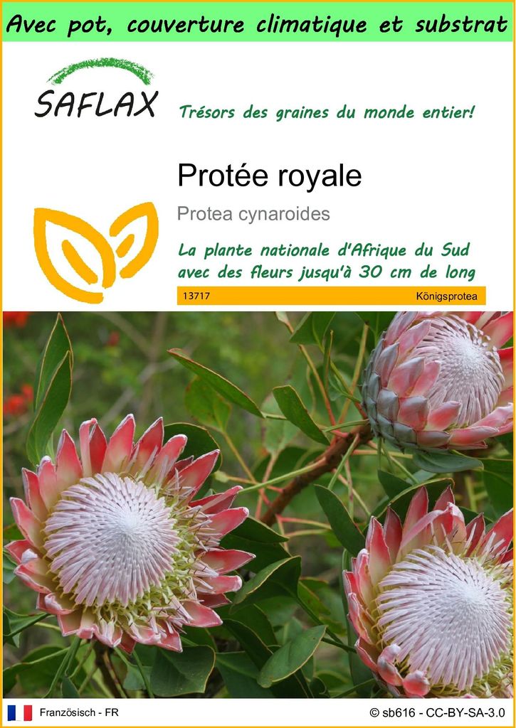 SAFLAX Garden to go - Protée royale - 5 graines - Protea Image du produit 