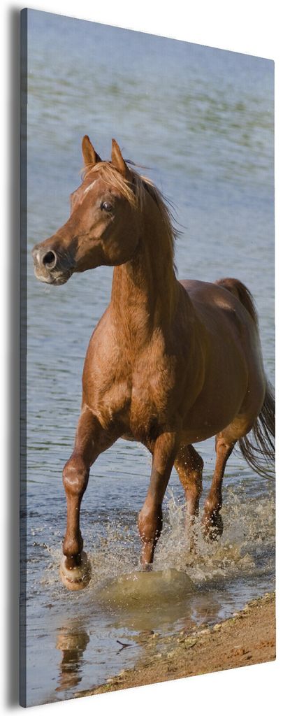 Wallario Premium Leinwandbild Braunes Pferd am Meer Araber am Wasser in Größe 60 x 150 cm