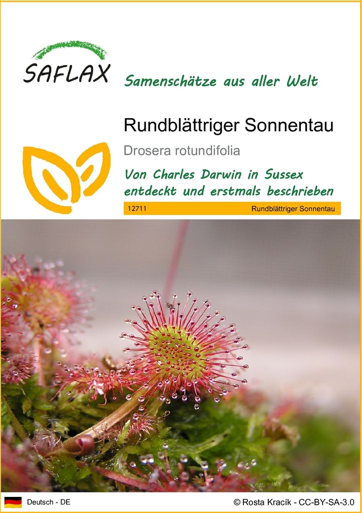 SAFLAX - Rundblättriger Sonnentau - 50 Samen - Drosera rotundifolia