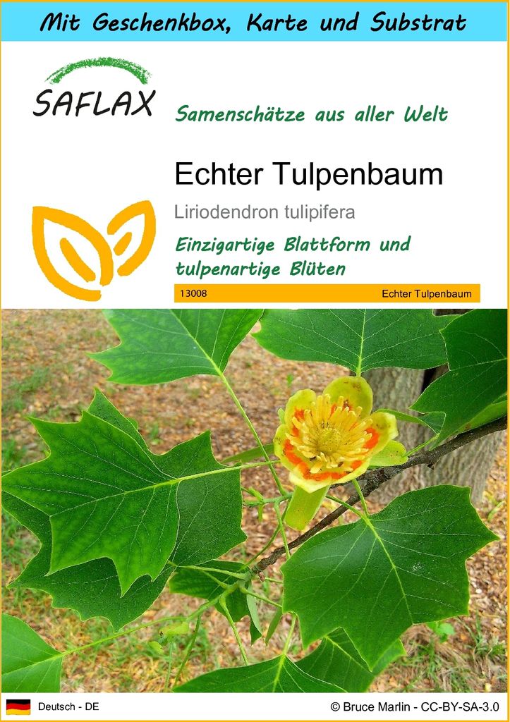 SAFLAX - Geschenk Set - Echter Tulpenbaum - 20 Samen - Mit Geschenk- / Versandbox, Versandaufkleber, Geschenkkarte und Anzuchtsubstrat - Liriodendr...