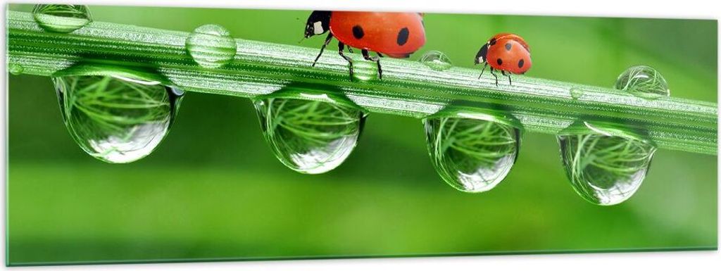 Bilder auf glas - Marienkäfer Wasser Grün Umwelt - 160x50cm - Glasbilder - Wandbilder - Kunstdruck - zum Aufhängen bereit - Wanddekoration aus G...