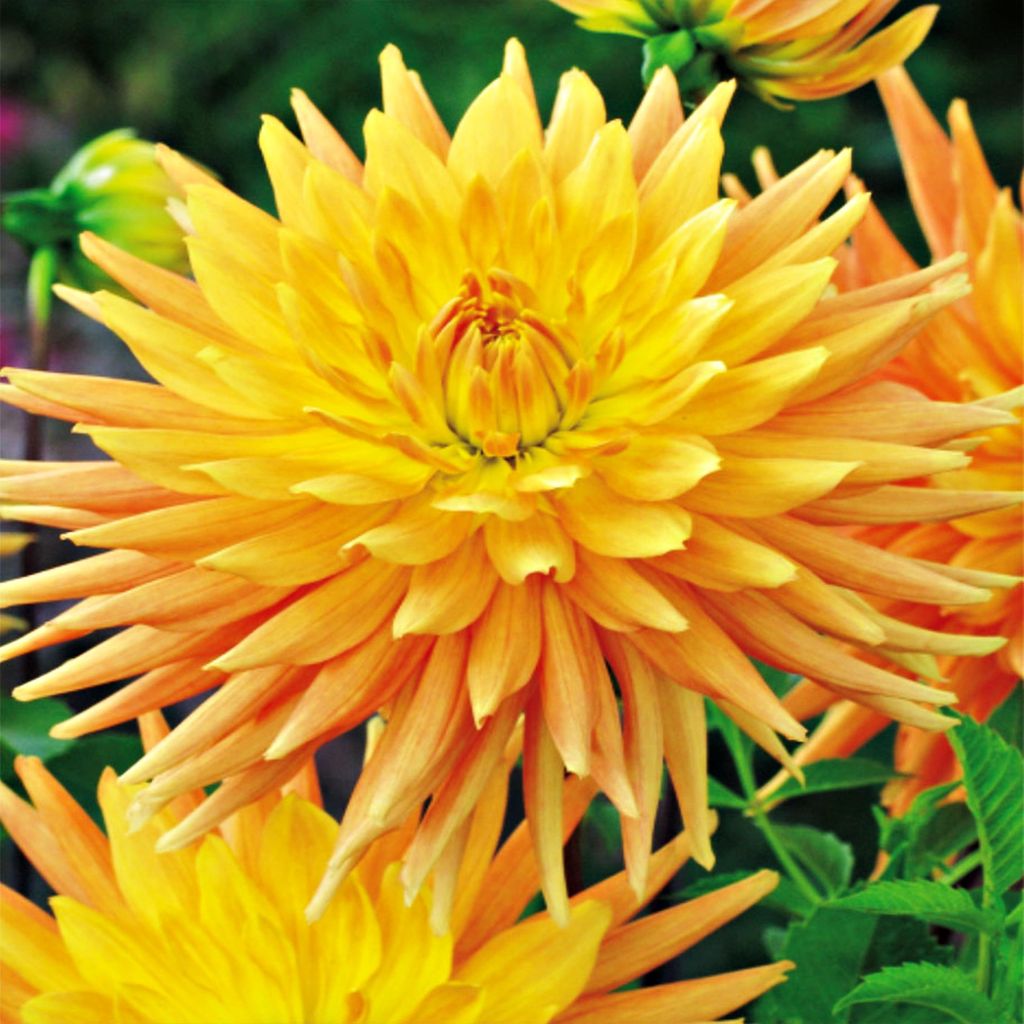 Kaktus Dahlia Gold Crown 1 kus Sadenice Dahlia Sadenice Obrázok produktu 