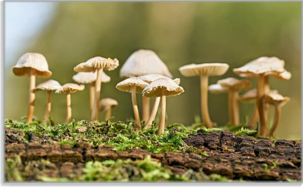 Wallario Frühstücksbrettchen aus Glas, je 14 x 23 cm, mit rutschfesten Füßen, Motiv Pilze auf Baumstamm