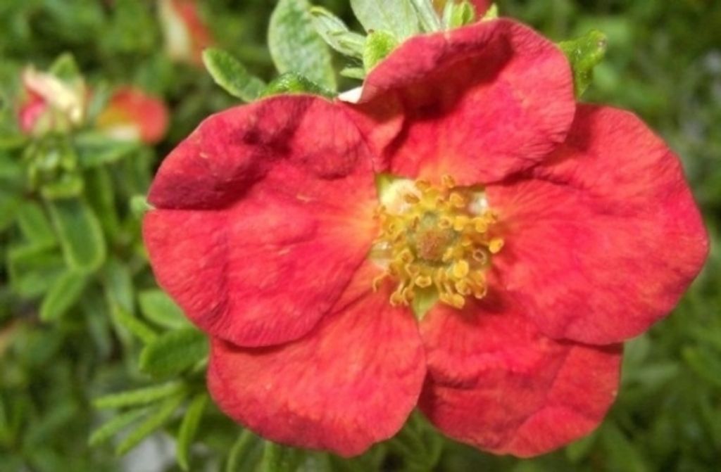 Potentilla fruticosa Red Ace - Fingerstrauch - Fünffingerstrauch
