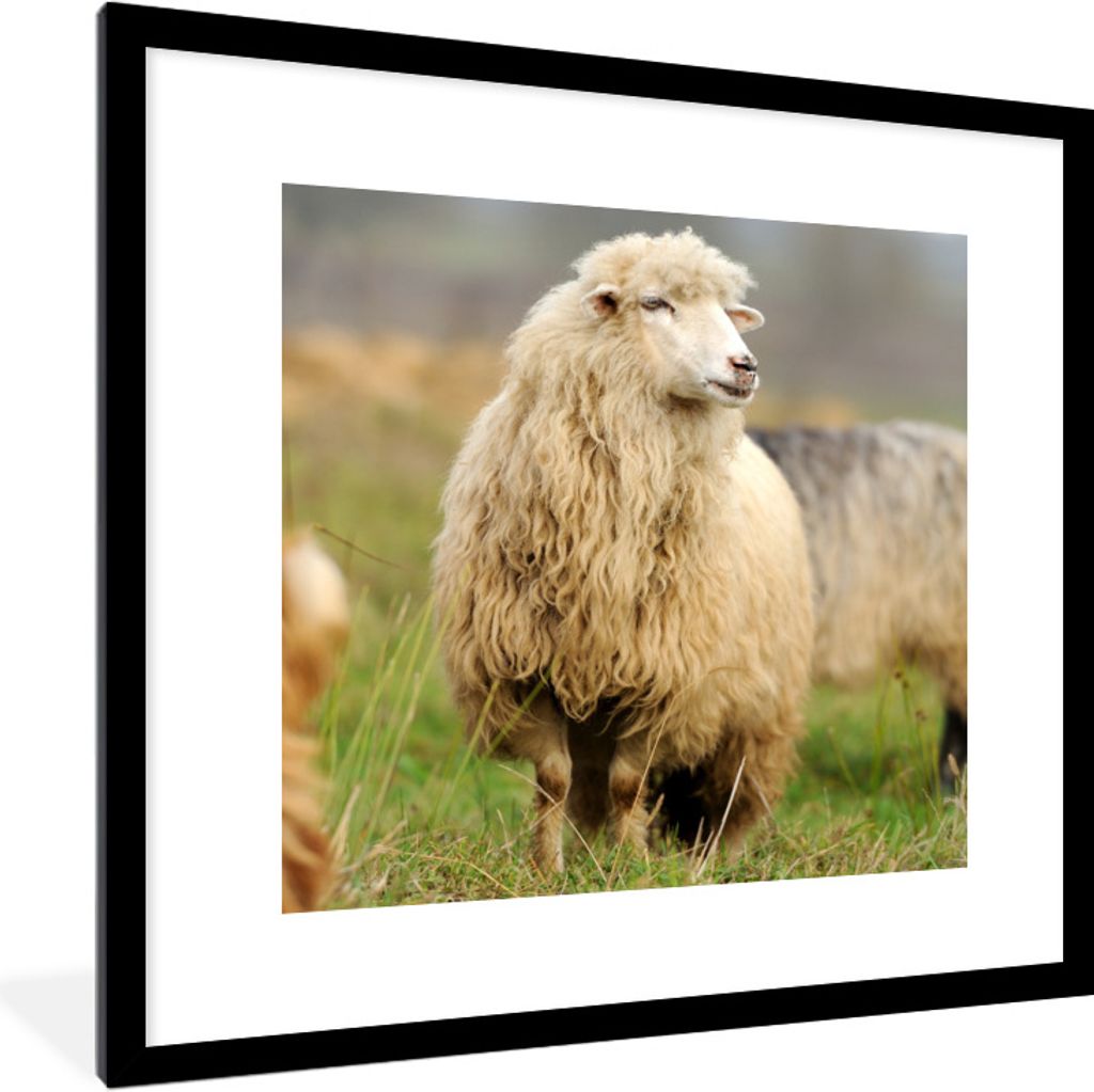 MuchoWow Gerahmtes Poster Schafe - Wolle - Gras 40x40 cm - Poster mit Schwarzem Bilderrahmen Wandposter Rahmen Foto Bilder - Poster - Plakat im R...