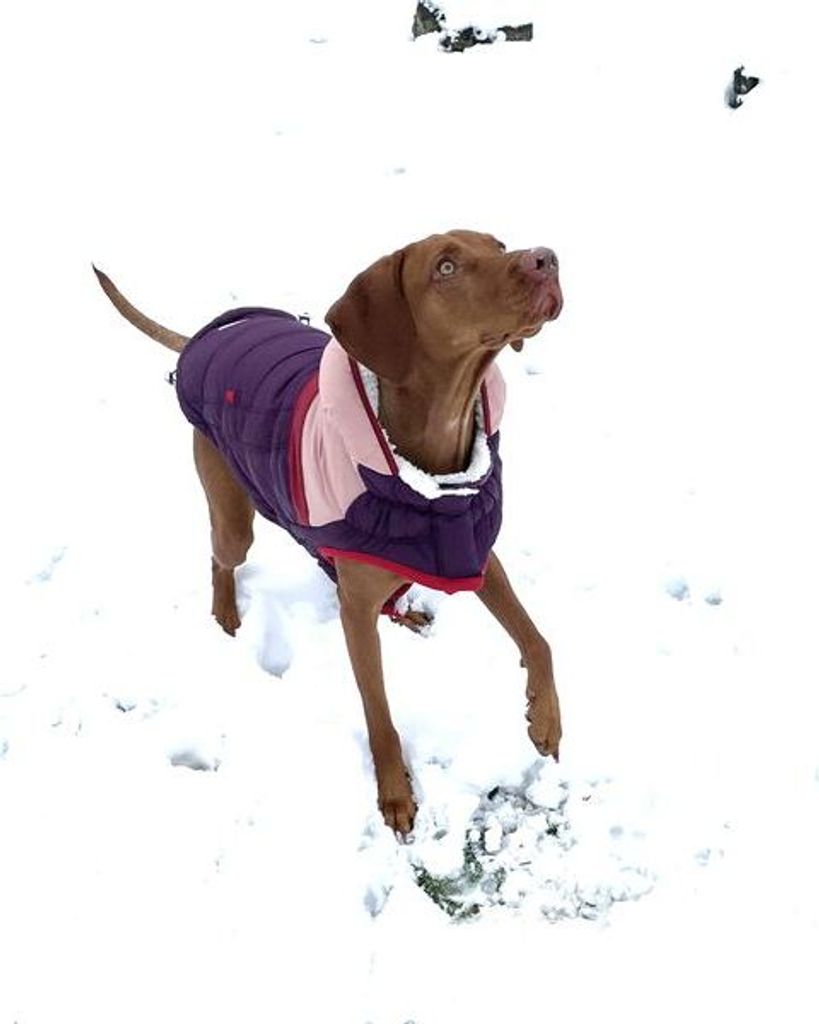 GF Pet Trekking Parka Hundewintermantel lila Größe L