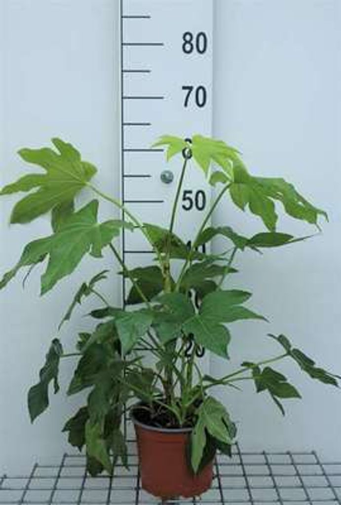 Fatsia japonica (aralia_sieboldii) - Izbová arália 40- 60 Obrázok produktu 