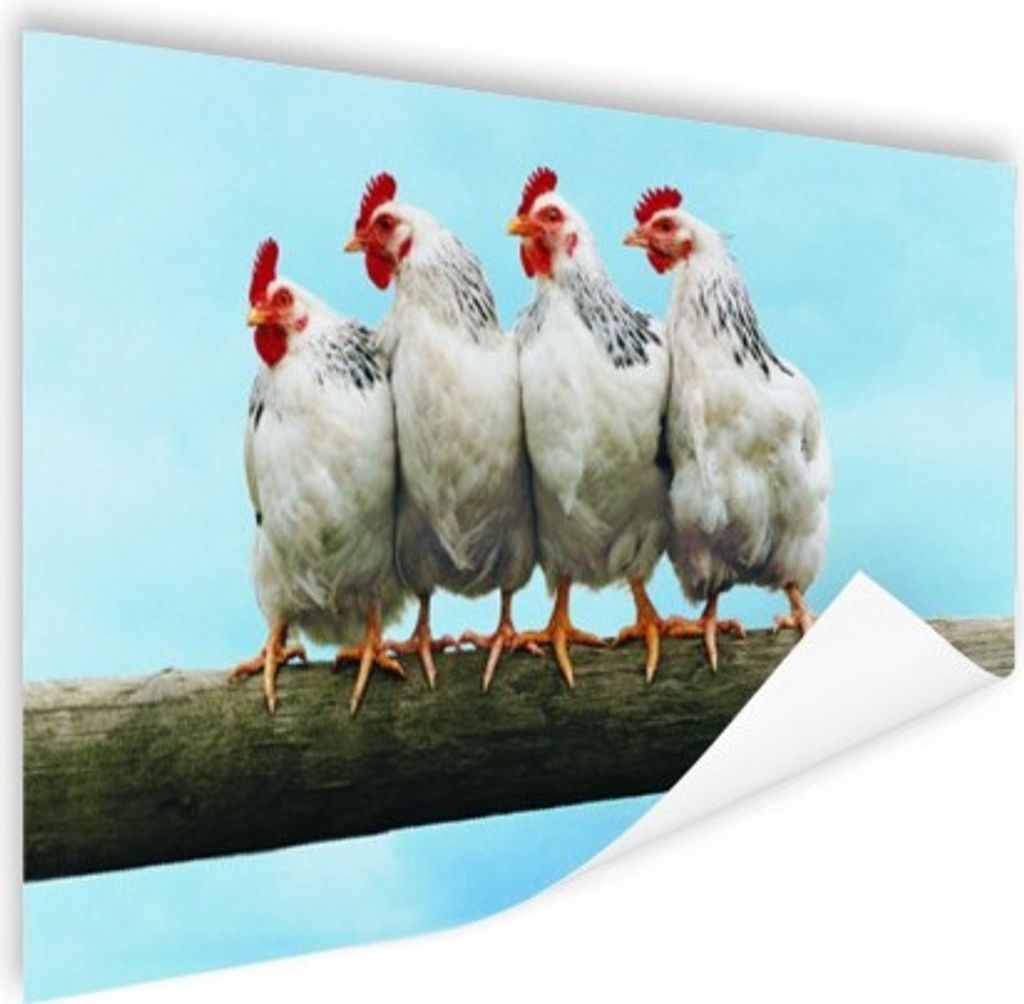 MuchoWow Poster Vier Hühner auf einem Stock 60x40 cm - Schlafzimmerdekoration