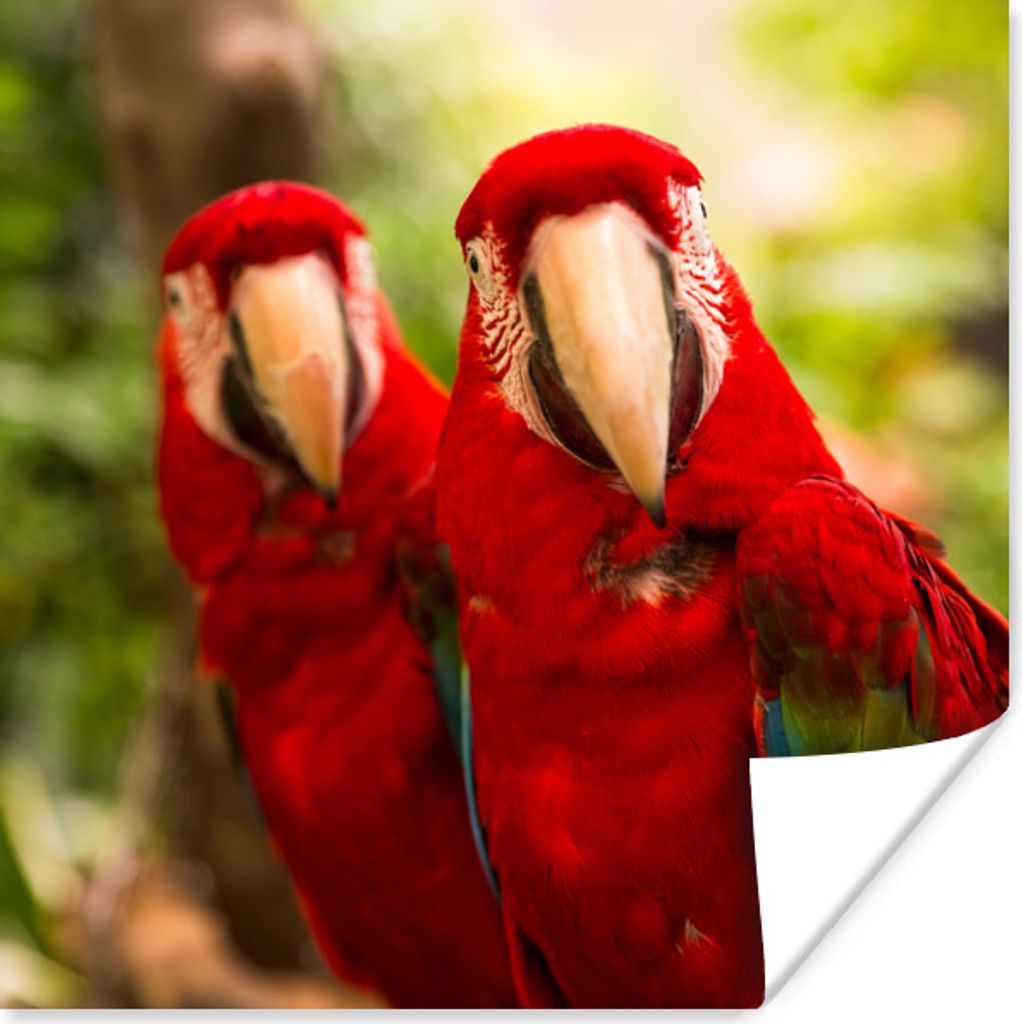 MuchoWow Poster Papageien - Vögel - Dschungel 75x75 cm - Wand Dekoration