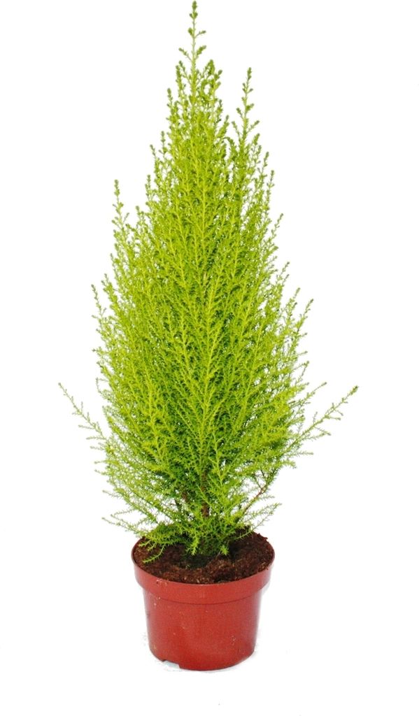 Zimmerzypresse - Cupressus macrocarpa "Goldcrest Wilma" - 13cm Topf