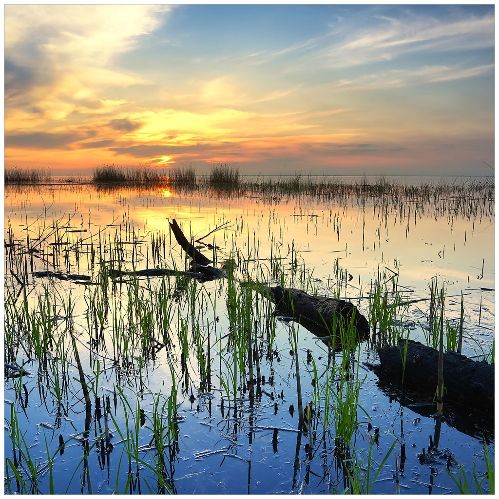 Wallario Magnet für Kühlschrank / Geschirrspüler, magnetisch haftende Folie - 60 x 60 cm, Motiv: Schilf am Abend - Sonnenuntergang über der See...